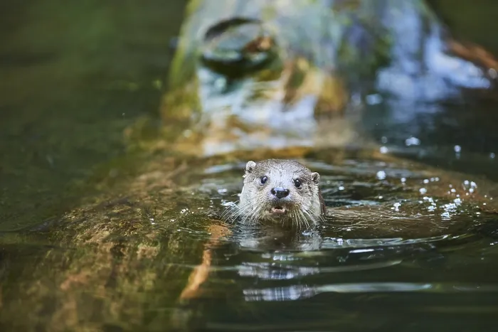 Framed Print : Eurasian otter (Lutra lutra), swimming in the water