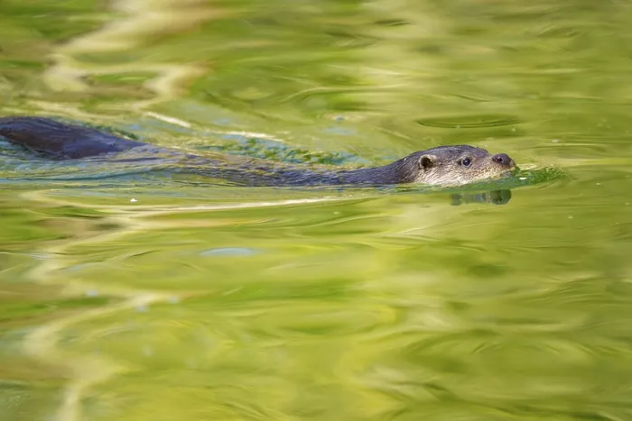 Framed Print : Eurasian otter (Lutra lutra) swimming in the water of a little lake Framed Print : Eurasian otter (Lutra lutra) swimming in the water of a little lake