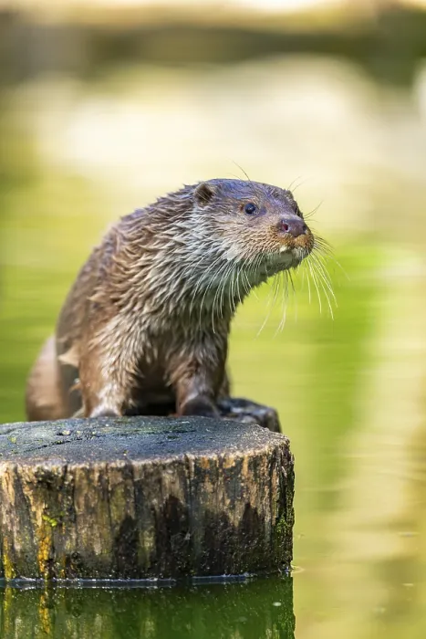 Framed Print : Eurasian otter (Lutra lutra) on a tree trunk in the water of a little lake Framed Print : Eurasian otter (Lutra lutra) on a tree trunk in the water of a little lake