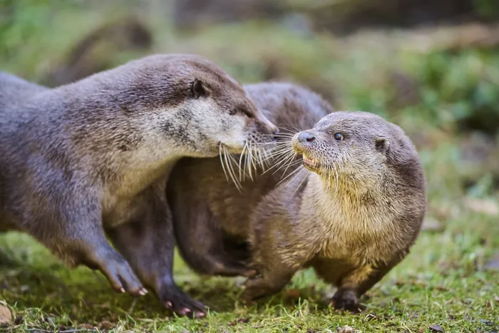 Framed Print : Eurasian otters (Lutra lutra) playing on a meadow in the bavarian forest Framed Print : Eurasian otters (Lutra lutra) playing on a meadow in the bavarian forest