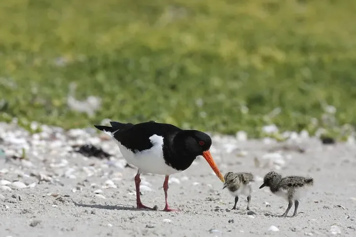 Framed Print : Eurasian oystercatcher (Haematopus ostralegus) Framed Print : Eurasian oystercatcher (Haematopus ostralegus)