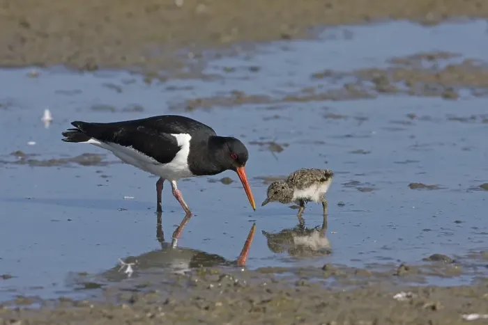 Framed Print : Eurasian Oystercatcher (Haematopus ostralegus)