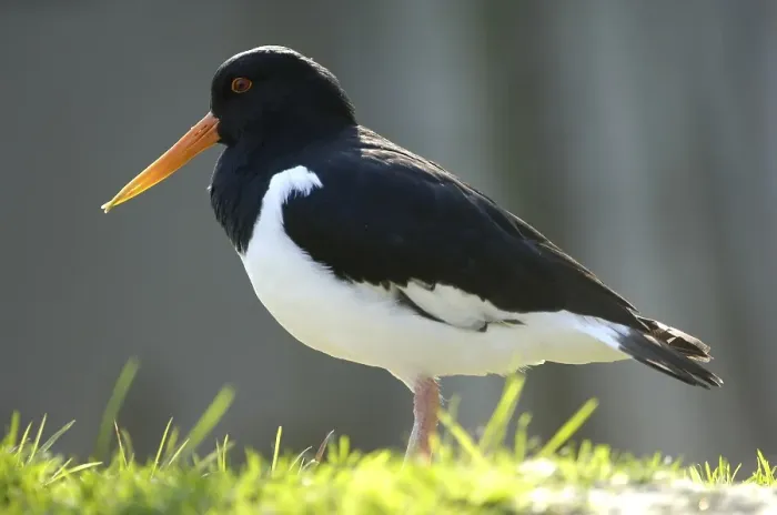 Framed Print : Eurasian Oystercatcher (Haematopus ostralegus)