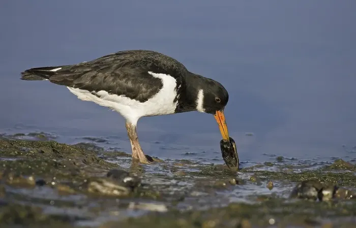 Framed Print : Eurasian Oystercatcher (Haematopus ostralegus) Framed Print : Eurasian Oystercatcher (Haematopus ostralegus)