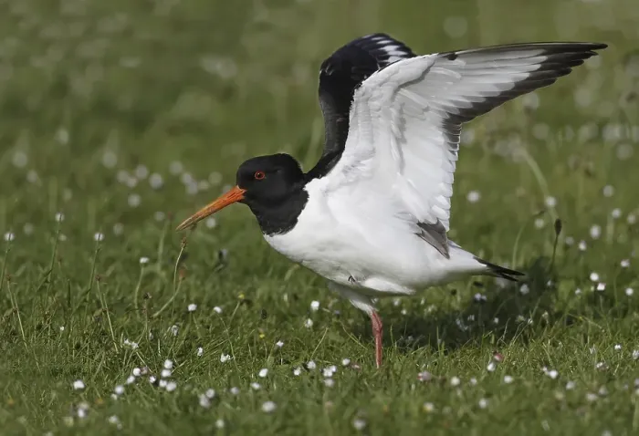 Framed Print : Eurasian Oystercatcher (Haematopus ostralegus)