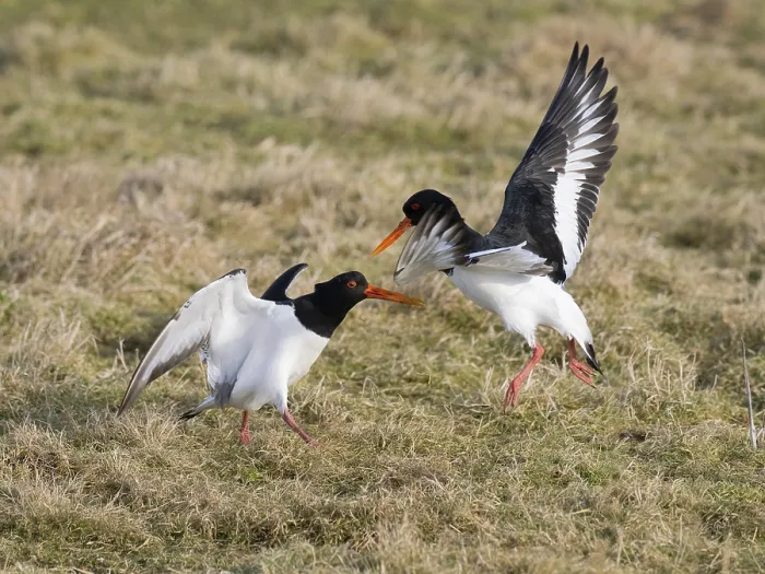 Framed Print : Eurasian Oystercatcher (Haematopus ostralegus)