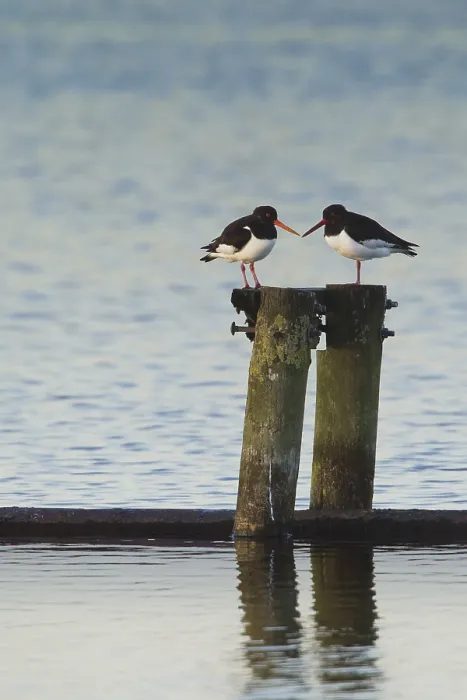 Framed Print : Eurasian Oystercatcher (Haematopus ostralegus)