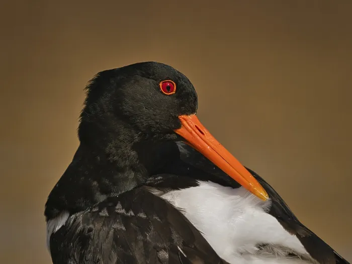Framed Print : Eurasian Oystercatcher (Haematopus ostralegus)