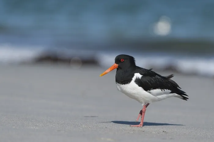 Framed Print : Eurasian Oystercatcher (Haematopus ostralegus)