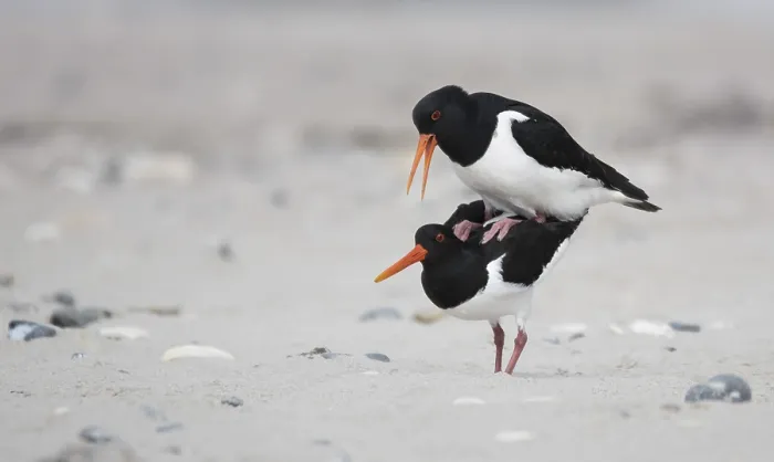 Framed Print : Eurasian oystercatcher (Haematopus ostralegus) Framed Print : Eurasian oystercatcher (Haematopus ostralegus)