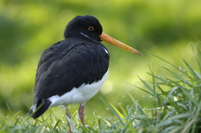 Framed Print : Eurasian Oystercatcher (Haematopus ostralegus)