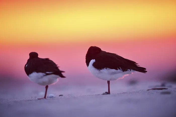 Framed Print : Eurasian oystercatcher (Haematopus ostralegus) on the beach at sunset Framed Print : Eurasian oystercatcher (Haematopus ostralegus) on the beach at sunset