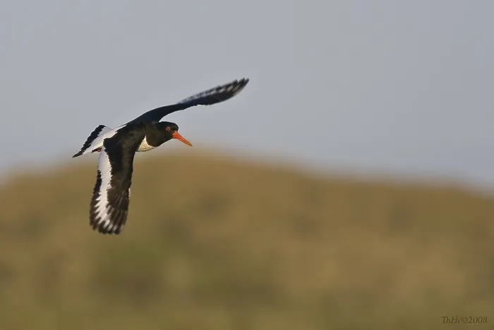 Framed Print : Eurasian Oystercatcher (Haematopus ostralegus) flying