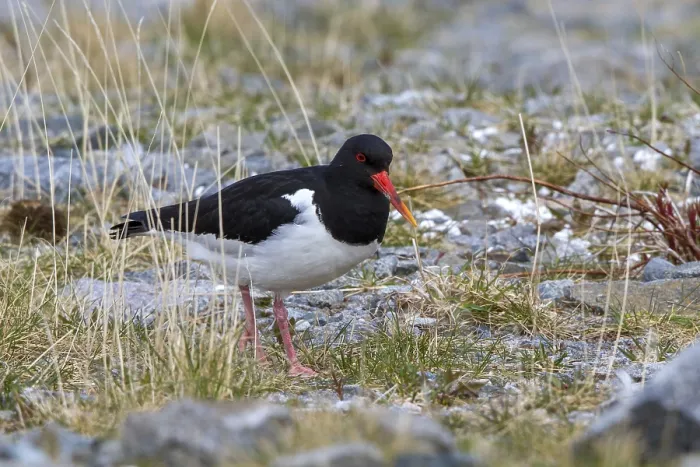 Framed Print : Eurasian Oystercatcher (Haematopus ostralegus) foraging
