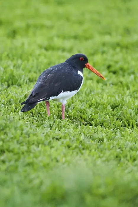 Framed Print : Eurasian oystercatcher (Haematopus ostralegus) on a meadow