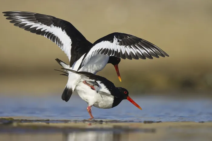 Framed Print : Eurasian Oystercatcher (Haematopus ostralegus) pair mating Framed Print : Eurasian Oystercatcher (Haematopus ostralegus) pair mating