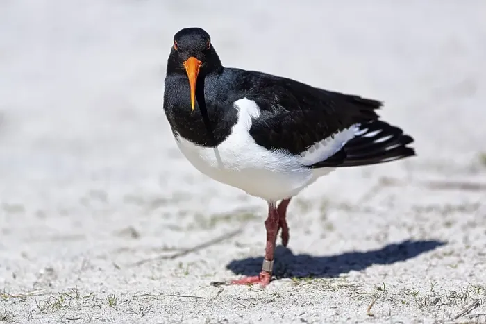 Framed Print : Eurasian oystercatcher (Haematopus ostralegus) in the sand, Insel Duene, Helgoland, Schleswig-Holstein, Germany, Europe