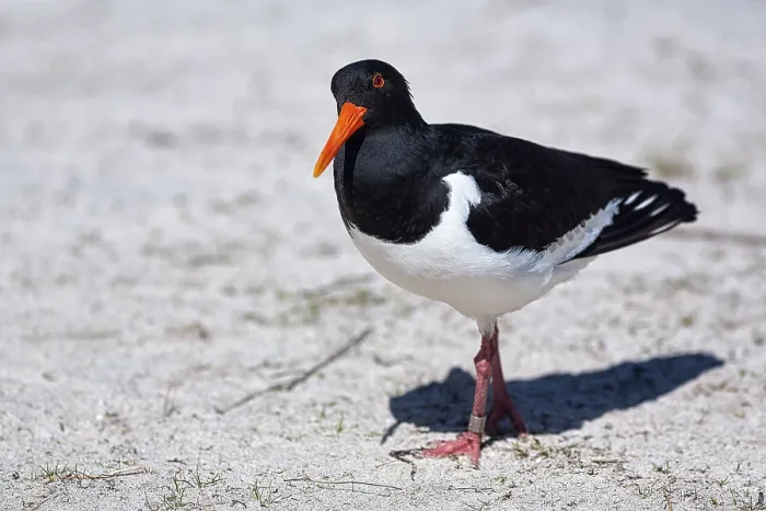 Framed Print : Eurasian oystercatcher (Haematopus ostralegus) in the sand