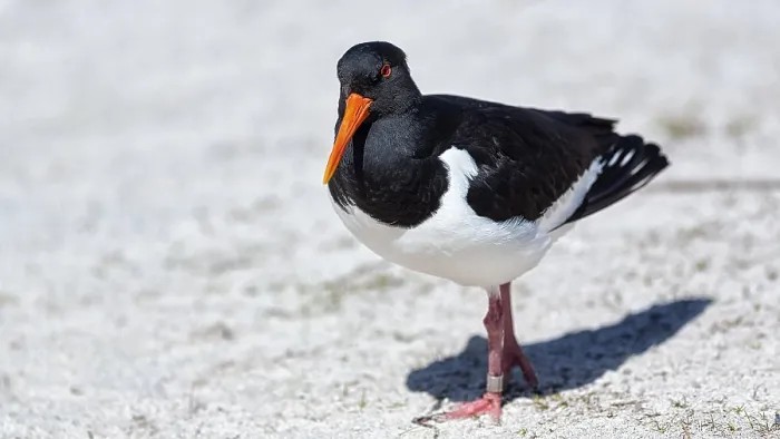 Framed Print : Eurasian oystercatcher (Haematopus ostralegus) in the sand