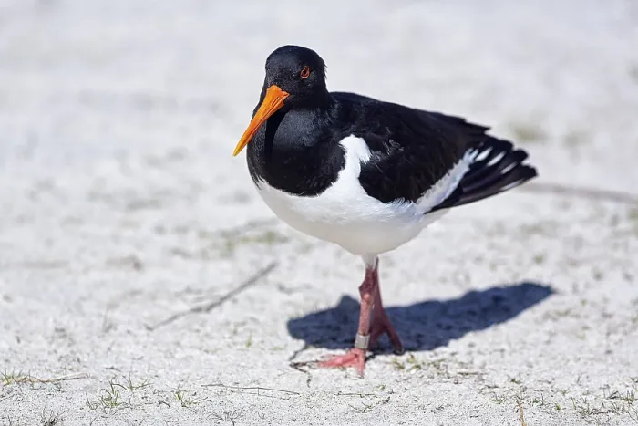 Framed Print : Eurasian oystercatcher (Haematopus ostralegus) in the sand