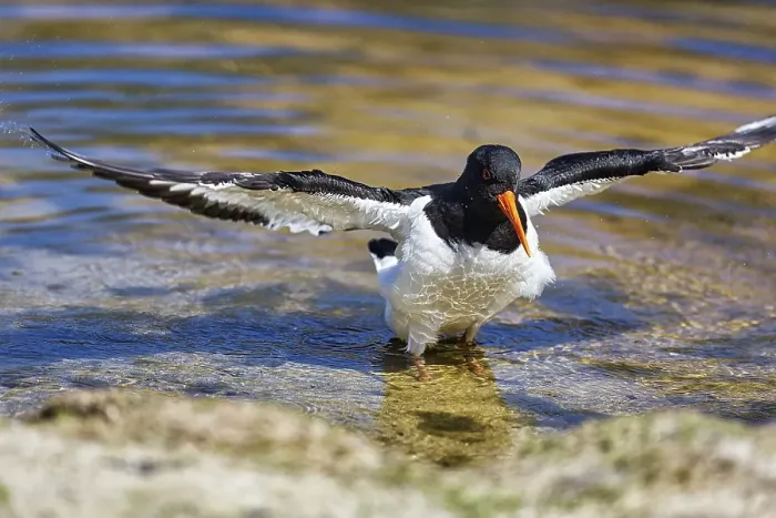 Framed Print : Eurasian oystercatcher (Haematopus ostralegus) standing in the water drying plumage