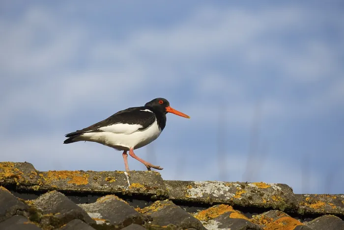 Framed Print : Eurasian Oystercatcher (Haematopus ostralegus) walking on the ridge of a roof