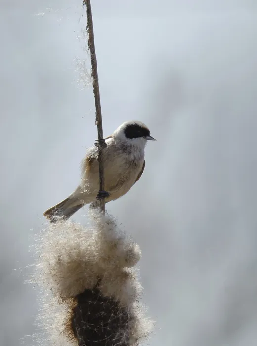 Framed Print : Eurasian Penduline Tit (Remiz pendulinus)