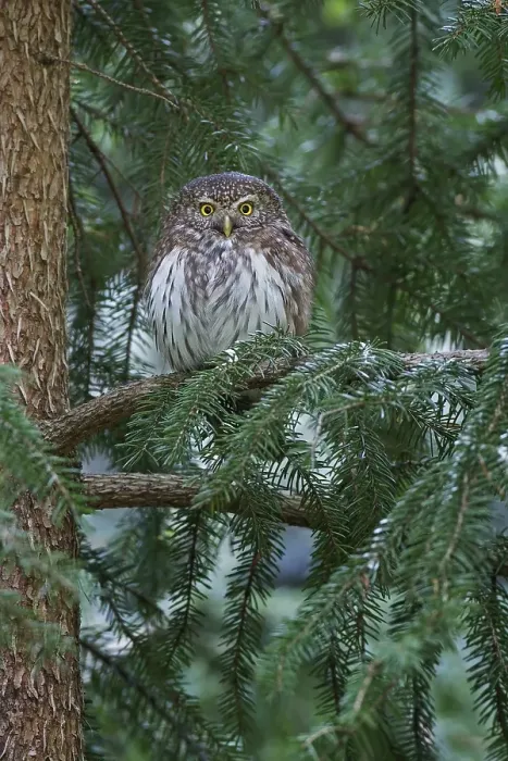 Framed Print : Eurasian Pygmy Owl (Glaucidium passerinum), Saxony, Germany, Europe