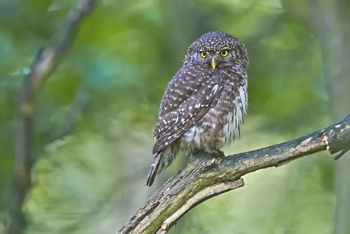 Framed Print : Eurasian Pygmy Owl (Glaucidium passerinum)
