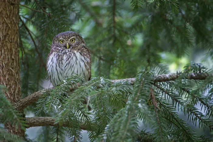 Framed Print : Eurasian Pygmy Owl (Glaucidium passerinum)