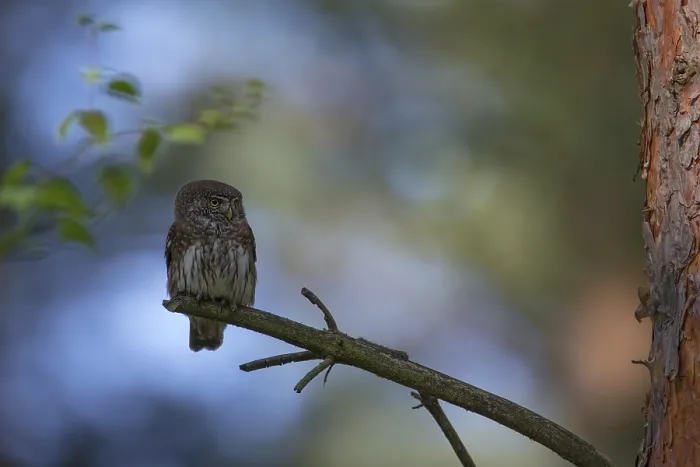 Framed Print : Eurasian Pygmy Owl (Glaucidium passerinum)