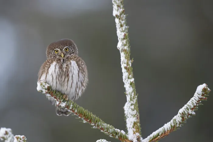 Framed Print : Eurasian Pygmy Owl (Glaucidium passerinum)