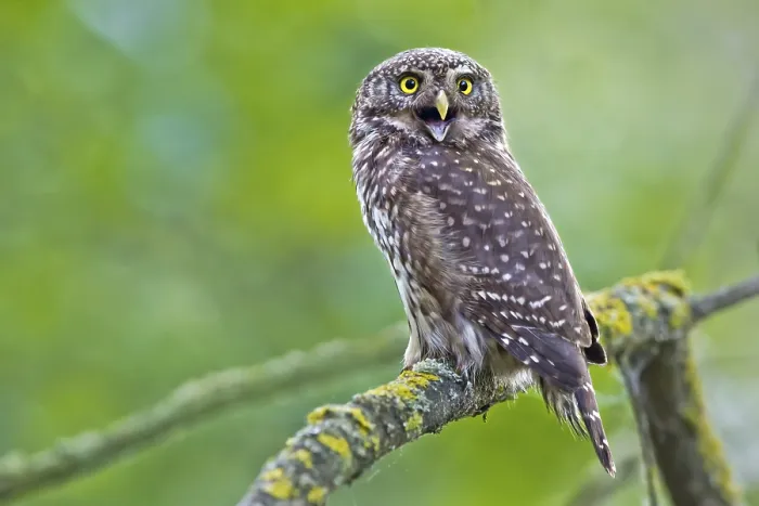 Framed Print : Eurasian Pygmy Owl (Glaucidium passerinum) perched on a branch