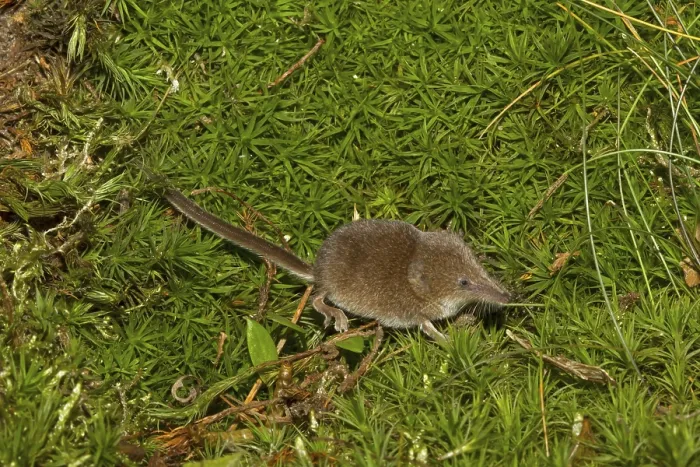 Framed Print : Eurasian pygmy shrew (Sorex minutus) Framed Print : Eurasian pygmy shrew (Sorex minutus)