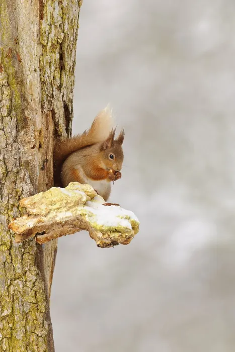 Framed Print : Eurasian red eurasian red squirrel (Sciurus vulgaris) adult Framed Print : Eurasian red eurasian red squirrel (Sciurus vulgaris) adult