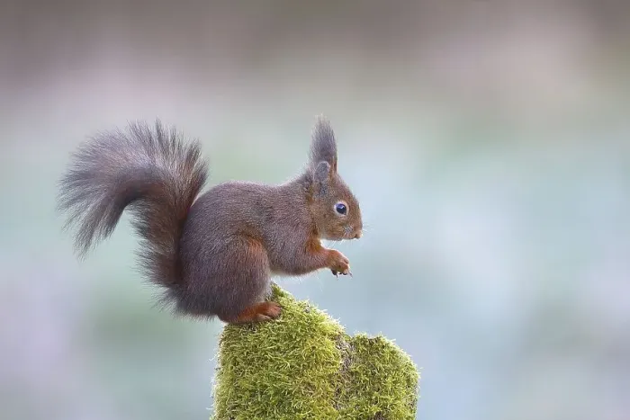 Framed Print : Eurasian red squirrel (Sciurus vulgaris)