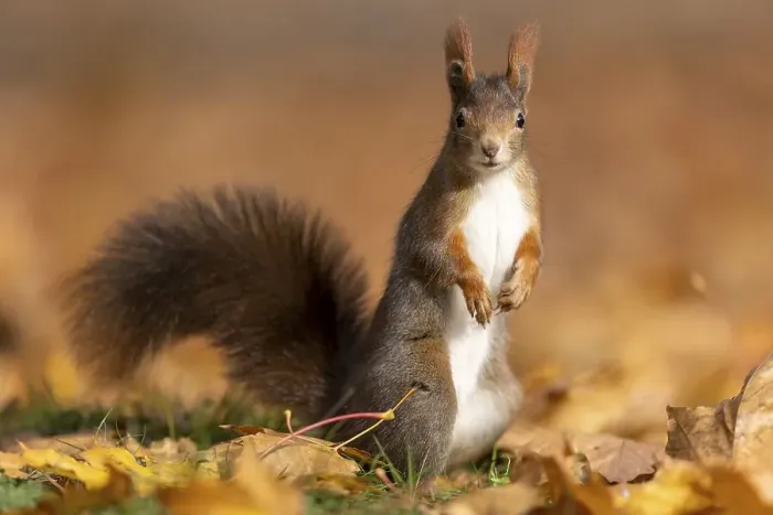 Framed Print : Eurasian red squirrel (Sciurus vulgaris)