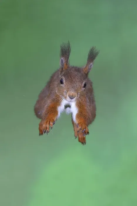 Framed Print : Eurasian red squirrel (Sciurus vulgaris) Framed Print : Eurasian red squirrel (Sciurus vulgaris)