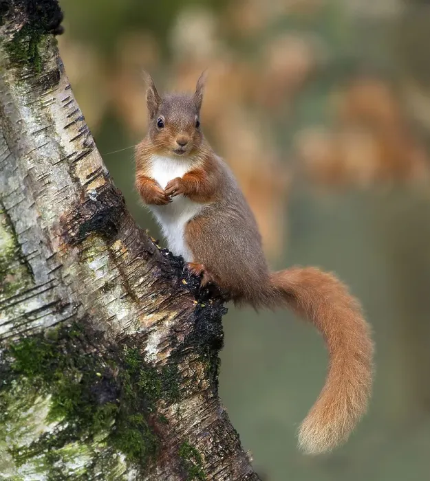 Framed Print : Eurasian red squirrel (Sciurus vulgaris)