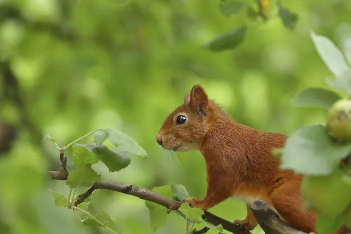 Framed Print : Eurasian red squirrel (Sciurus vulgaris)
