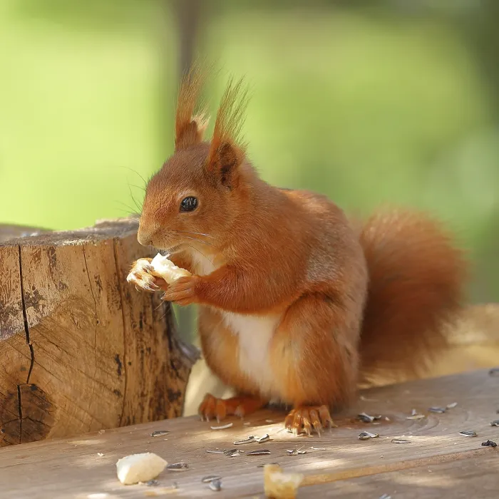 Framed Print : Eurasian red squirrel (Sciurus vulgaris) Framed Print : Eurasian red squirrel (Sciurus vulgaris)