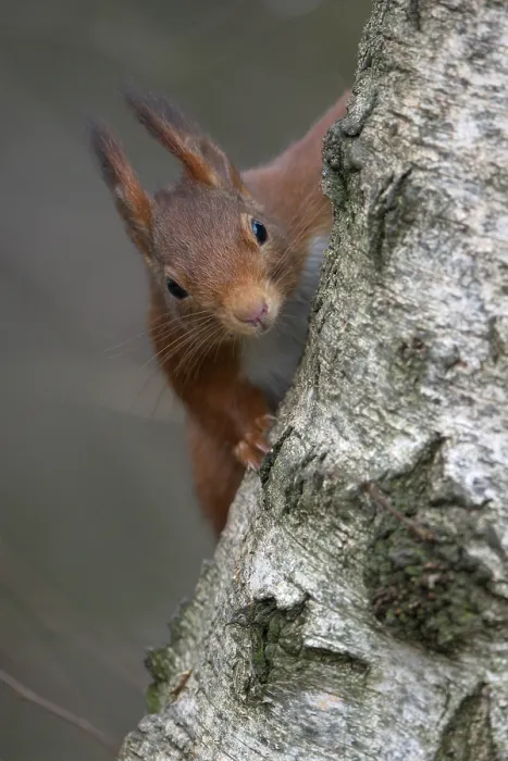 Framed Print : Eurasian red squirrel (Sciurus vulgaris) Framed Print : Eurasian red squirrel (Sciurus vulgaris)