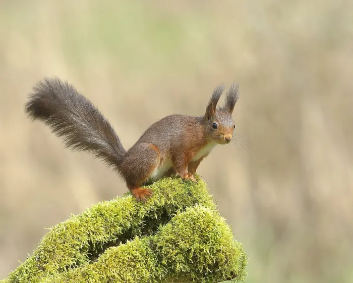 Framed Print : Eurasian red squirrel (Sciurus vulgaris) Framed Print : Eurasian red squirrel (Sciurus vulgaris)