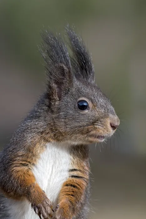 Framed Print : Eurasian red squirrel (Sciurus vulgaris) Framed Print : Eurasian red squirrel (Sciurus vulgaris)