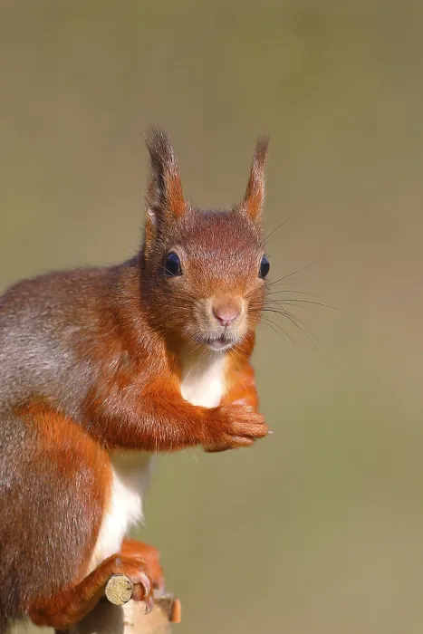Framed Print : Eurasian red squirrel (Sciurus vulgaris)