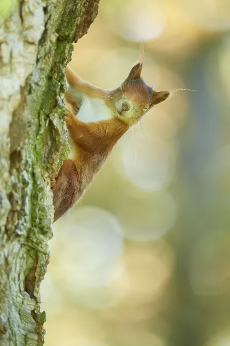 Framed Print : Eurasian red squirrel (Sciurus vulgaris)