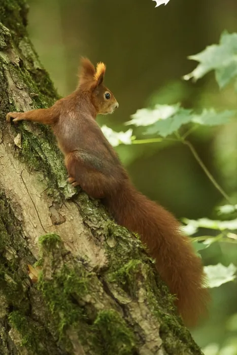 Framed Print : Eurasian red squirrel (Sciurus vulgaris)