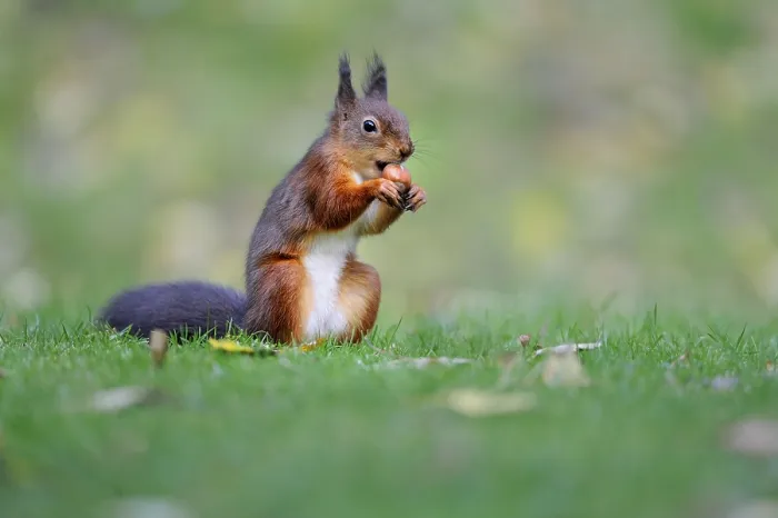 Framed Print : Eurasian red squirrel (Sciurus vulgaris) Framed Print : Eurasian red squirrel (Sciurus vulgaris)