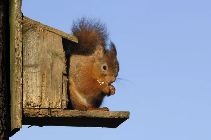 Framed Print : Eurasian red squirrel (Sciurus vulgaris) Framed Print : Eurasian red squirrel (Sciurus vulgaris)