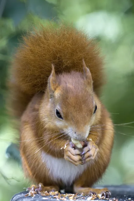Framed Print : Eurasian Red Squirrel (Sciurus vulgaris)